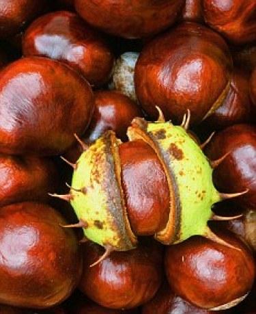 Conkers can be found up until November depending on the summer weather
