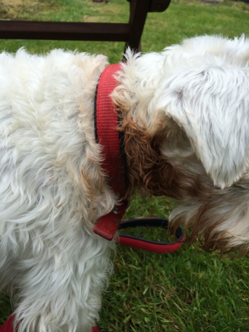 Wally the schnauzer loves to rub his neck in fox poo